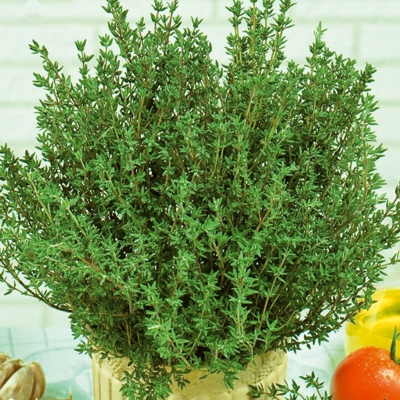 Thym d'été - Thymus vulgaris - Bakker