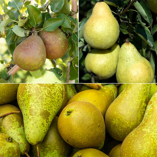 Collection de Poiriers : Conférence, Williams, Doyenne du Comice - Bakker