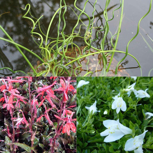 3 plantes de bassin - Bakker