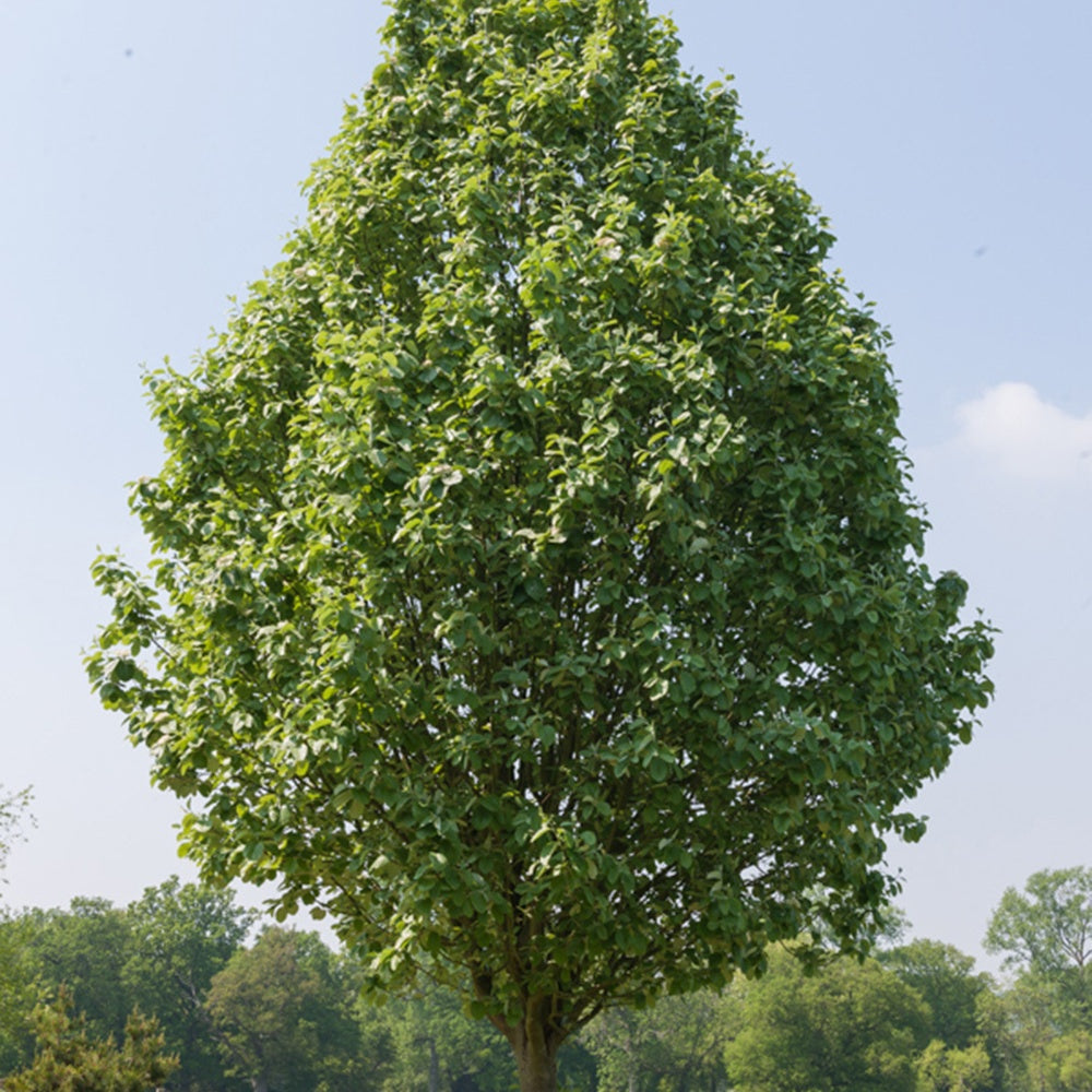 Aulne blanc - Alnus incana - Bakker