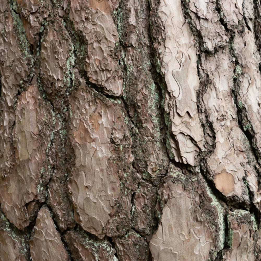 Pin sylvestre - Pin - Bakker