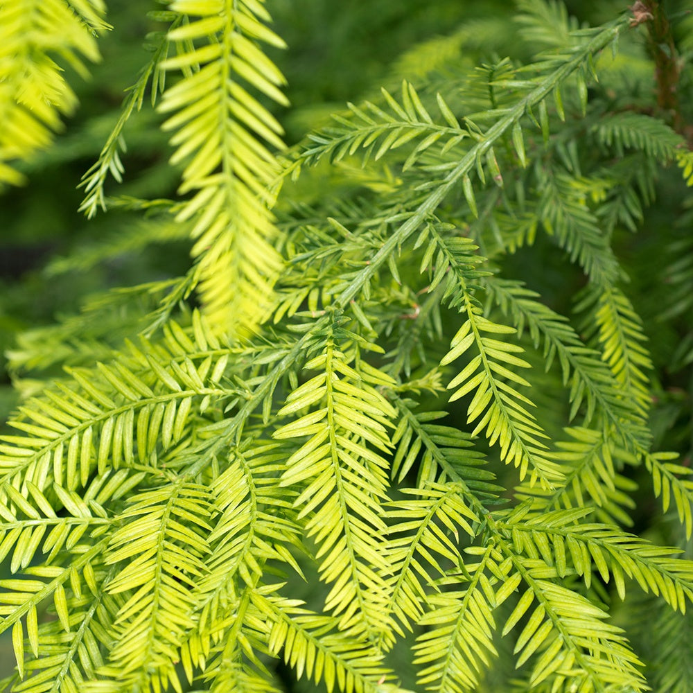 Sequoia à feuilles d'If - Sequoia sempervirens - Bakker
