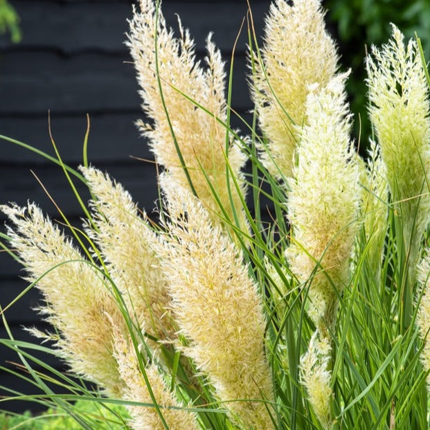 Herbe de la pampa Tiny - Cortaderia tiny pampa - Bakker
