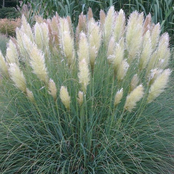 Herbe de la pampa - Cortaderia - Herbe de la pampa 'Pumila' - Cortaderia selloana pumila