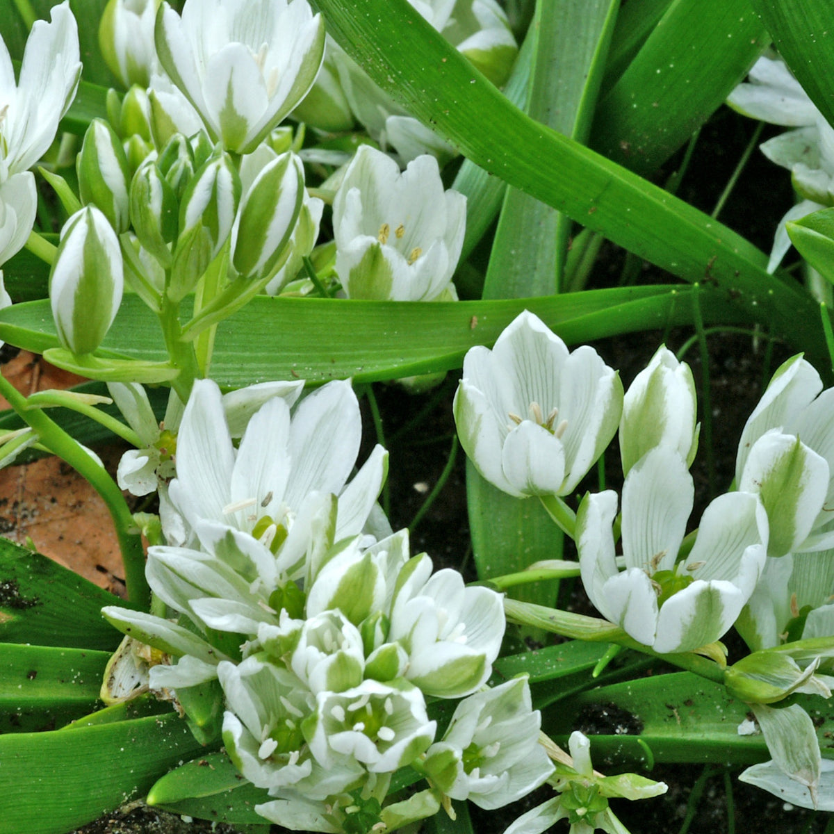 Vente 20 Ornithogales - Ornithogalum balansae