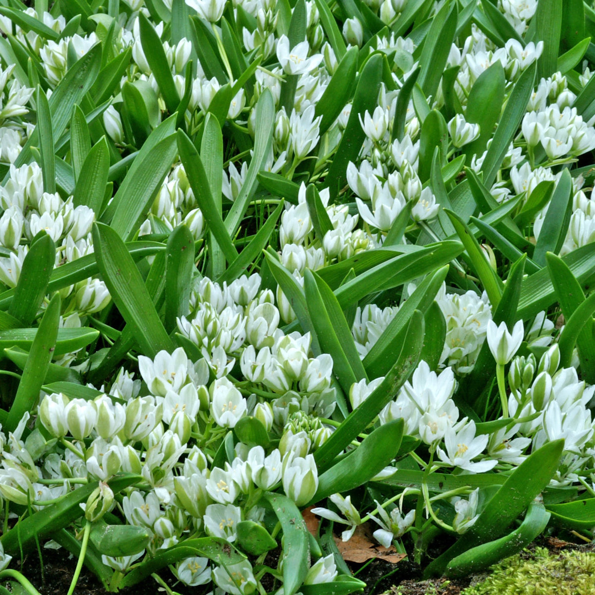 20 Ornithogales - Ornithogalum balansae - Bakker