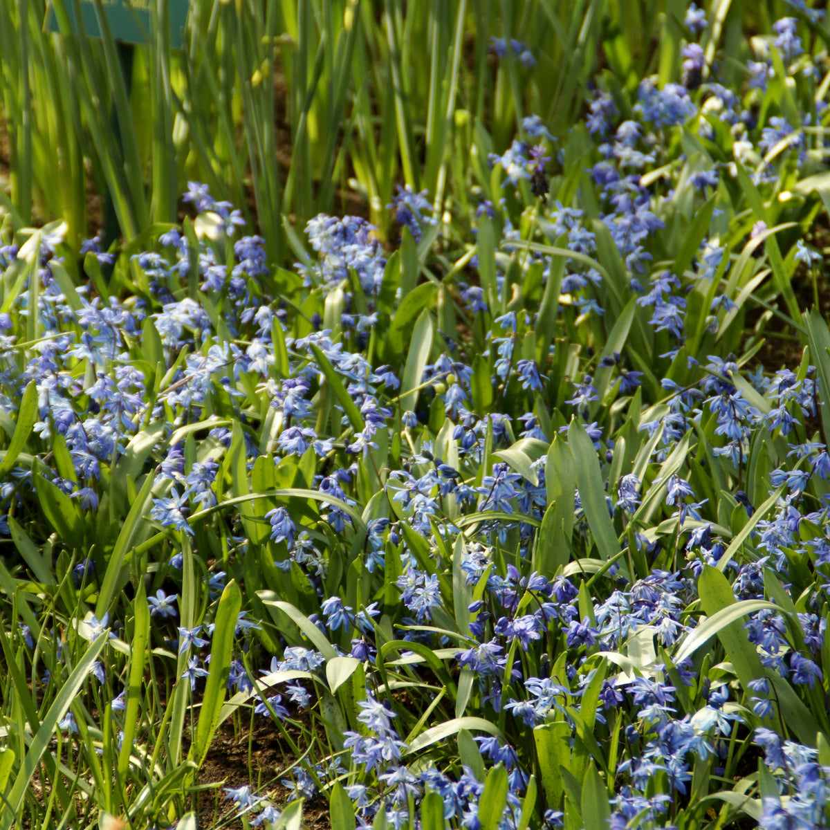 Scille de Sibérie - Bulbes de Jacinthe - Bakker
