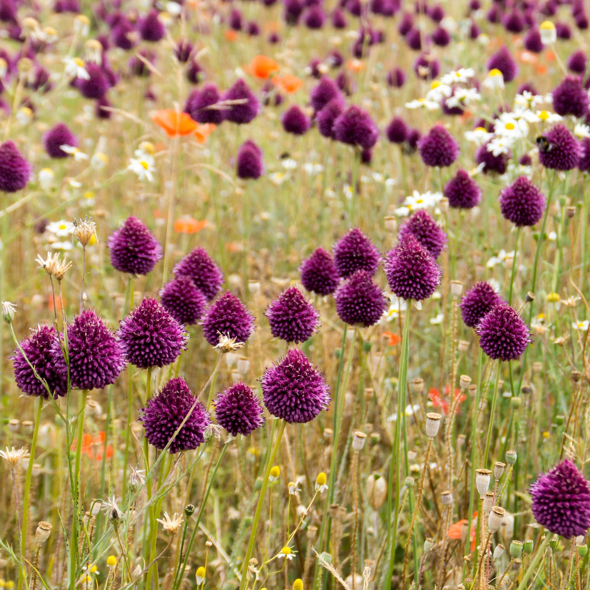 25 Alliums à tête ronde - Allium sphaerocephalon - Bakker