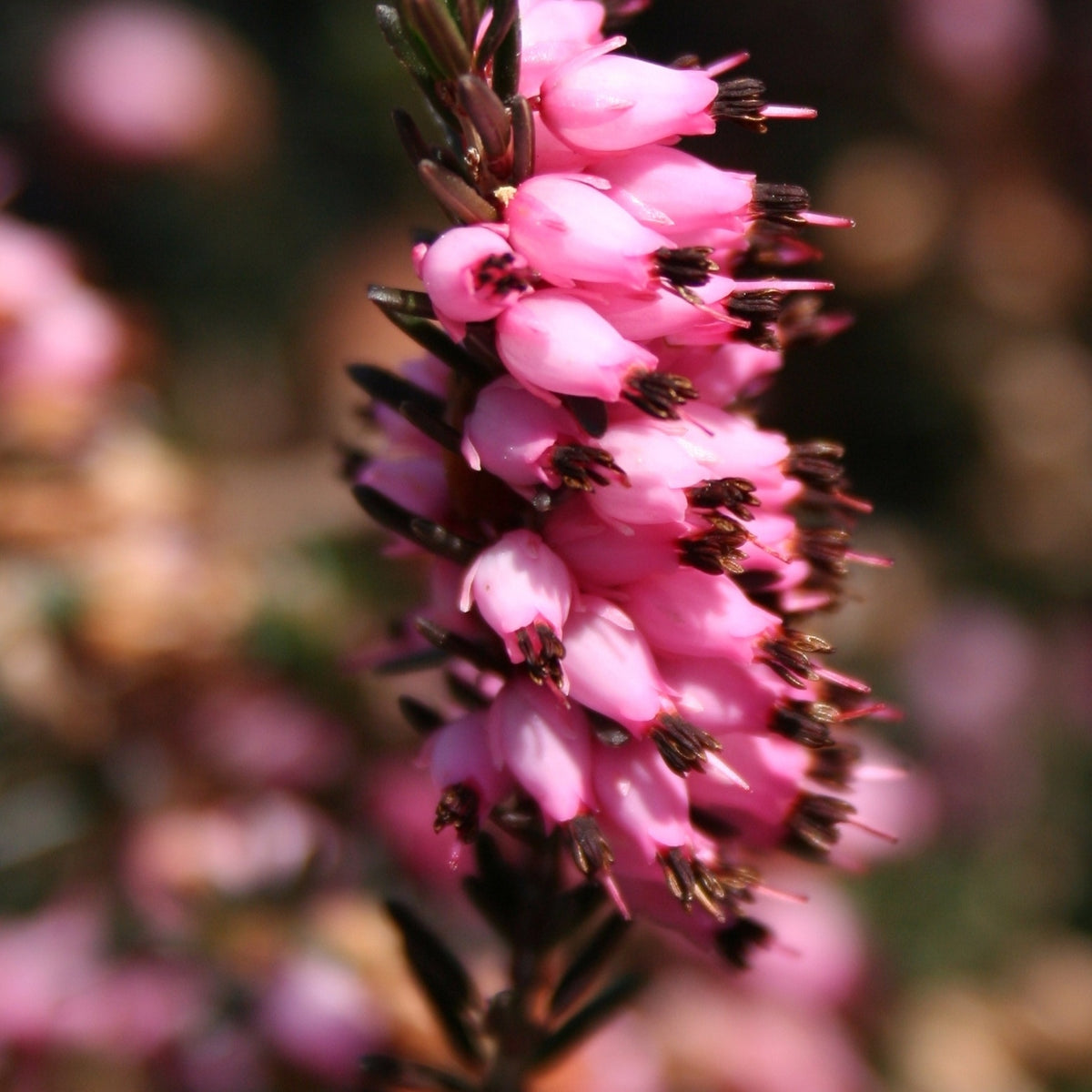 Erica carnea - 3 Bruyères d'hiver roses - Vivaces fleuries
