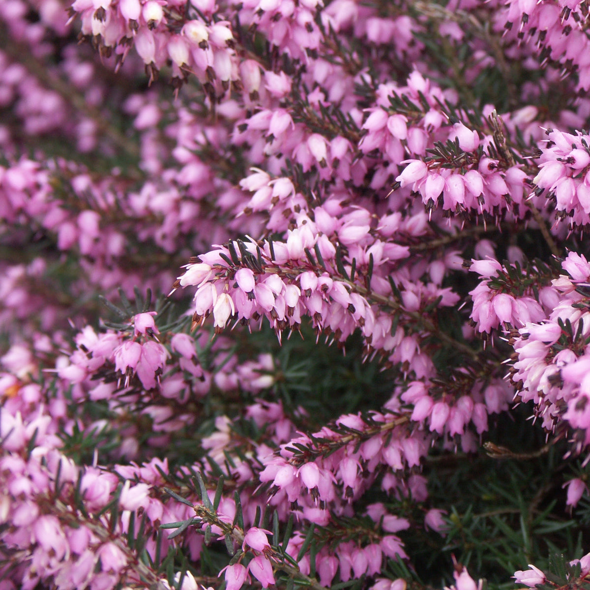 Vivaces fleuries - 3 Bruyères d'hiver roses - Erica carnea