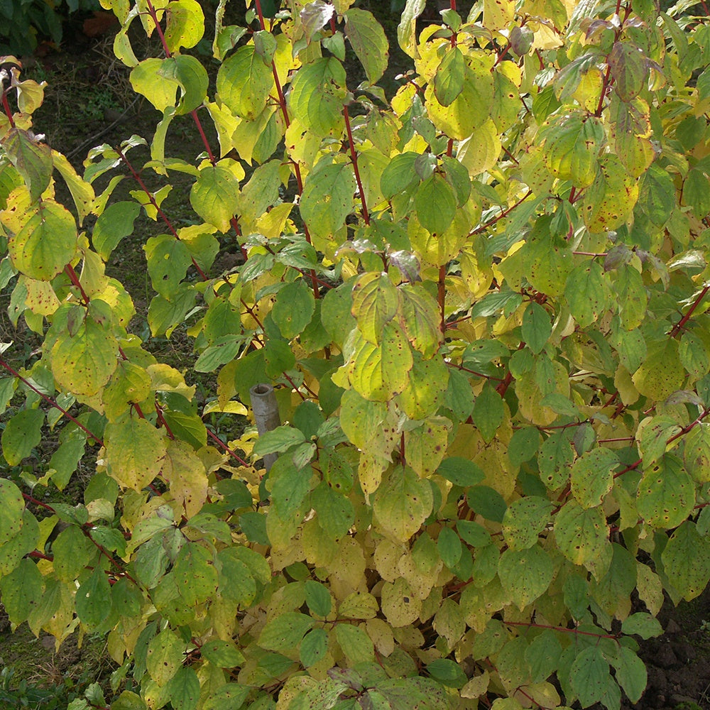 Cornus sanguinea winter flame ® ‘anny’ - Cornouiller fluo Winter Flame - Arbustes