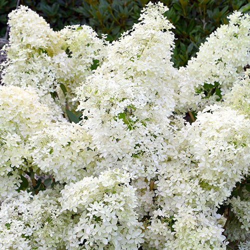 Bakker - Hortensia paniculé Dentelle de Gorron ® - Hydrangea paniculata dentelle de gorron ® 'rencri'