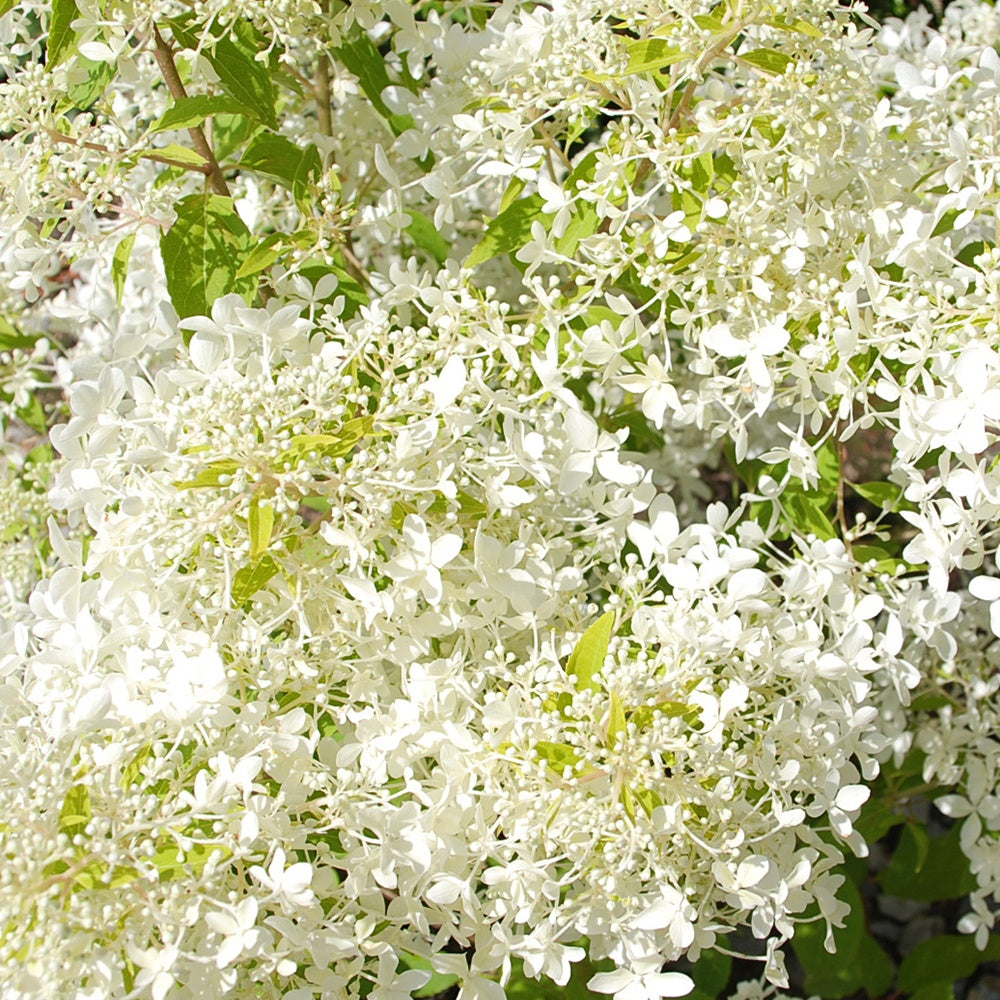 Hortensia paniculé Dentelle de Gorron ® - Hydrangea paniculata dentelle de gorron ® 'rencri' - Bakker