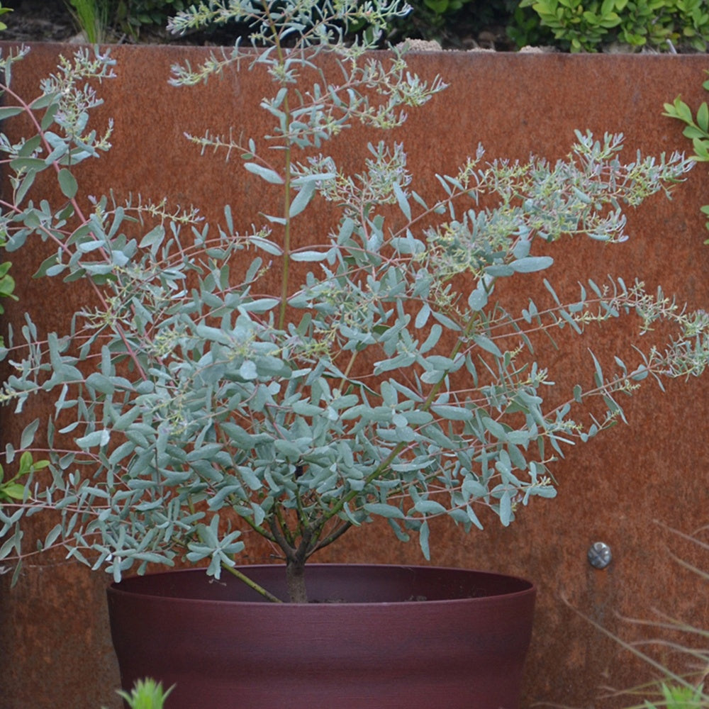 Vente Eucalyptus gunnii France Bleu ® Rengun - Eucalyptus gunnii France Bleu ® rengun