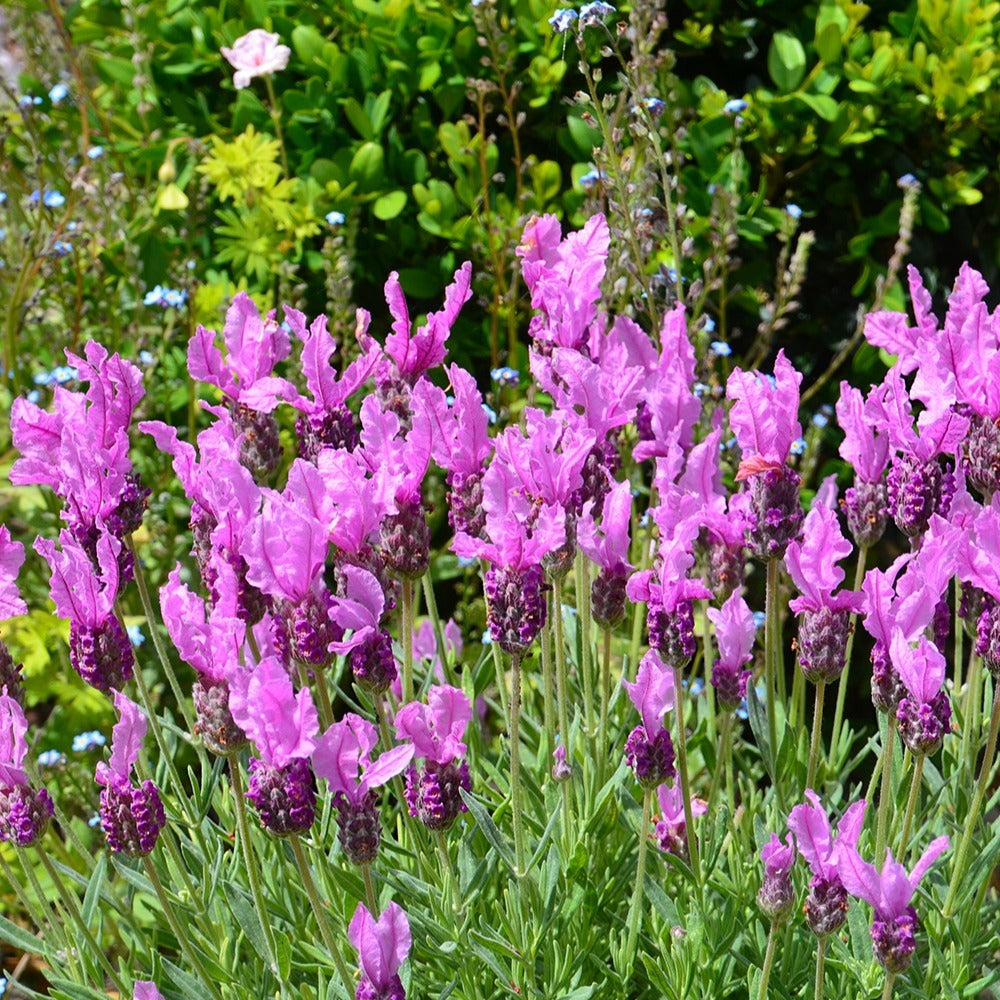 Lavandula stoechas the princess ® lavender 'ib910- - Lavande papillon The Princess ® Lavender - Lavande