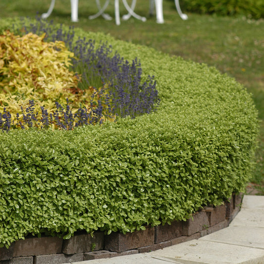 Pittosporum Golf Ball - Bakker