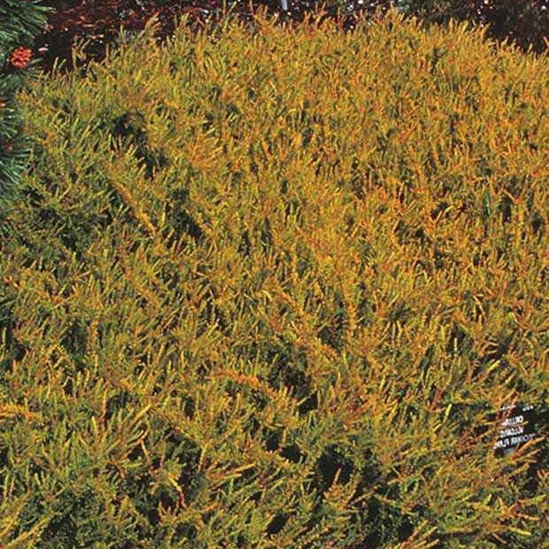 Bruyère d'été Wickwar Flame - Calluna vulgaris Wickwar Flame - Bakker