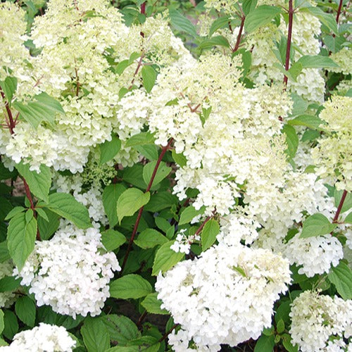 Hortensia paniculé Diamantino® - Hydrangea paniculata diamantino ® 'ren101' - Bakker