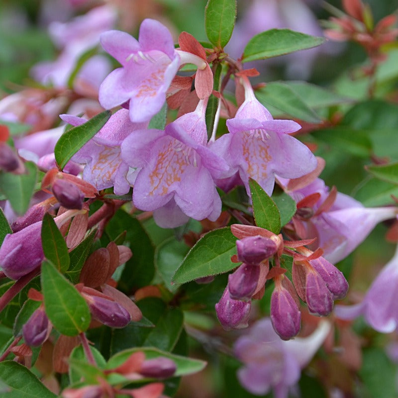 Abelia grandiflora Pink Pong ® - Abélia Pink Pong - Arbustes