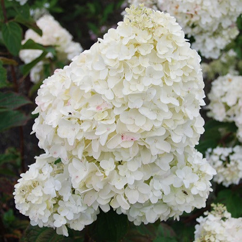 Hortensia paniculé Dolly - Hydrangea paniculata dolly - Bakker