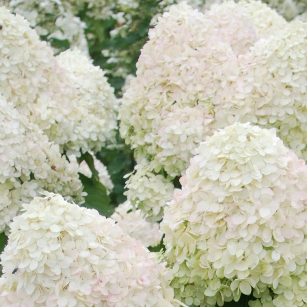 Hydrangea paniculata phantom - Hortensia paniculé Phantom - Hortensia paniculata
