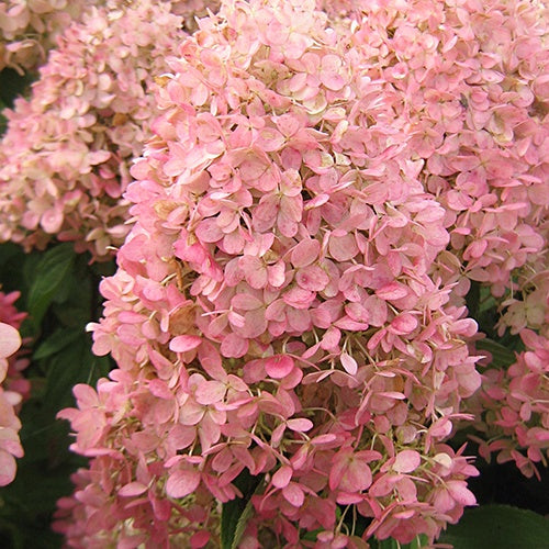 Hortensia paniculé Magical® Candle - Hydrangea paniculata magical ® candle - Bakker