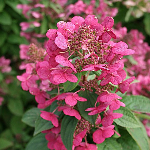 Hortensia paniculé Magical ® Fire - Hydrangea paniculata magical fire - Bakker