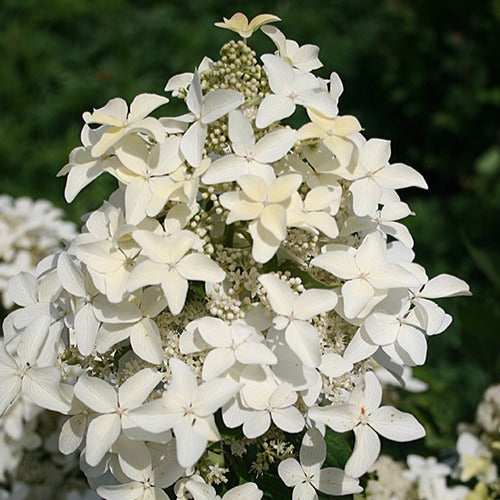 Hortensia paniculé Magical® Starlight - Bakker