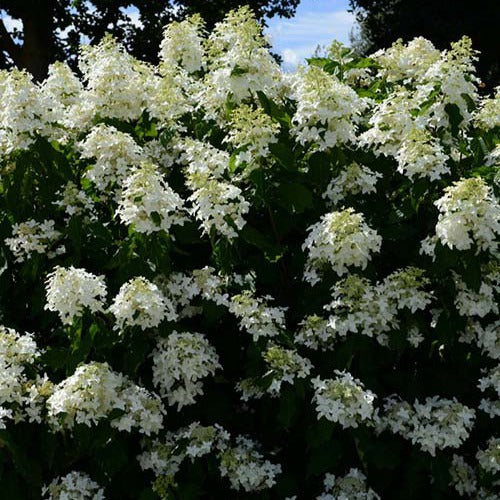 Hortensia paniculé Great Star® Le Vasterival - Bakker