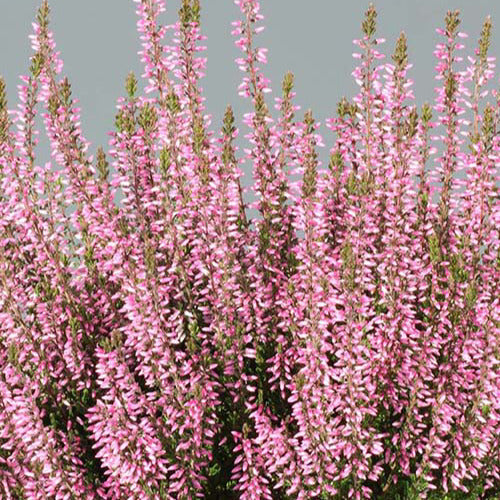 Bruyère d'été Pink Bettina - Bakker