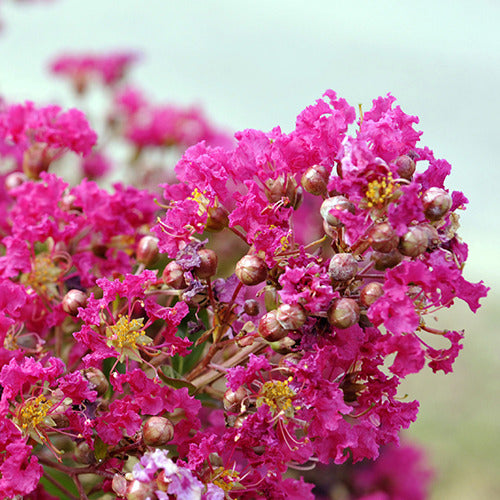 Lilas des Indes Lilas d'été Mimie® Fuchsia - Lagerstroemia indica mimie ® fuchsia - Bakker