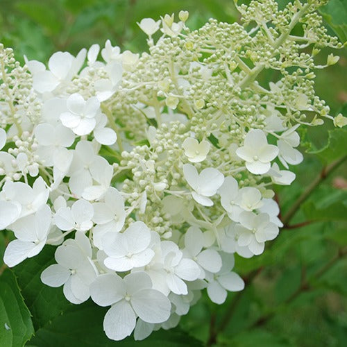 Hortensia paniculé Goliath - Bakker
