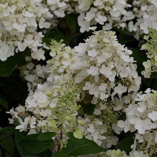 Hortensia paniculé Candlelight - Bakker