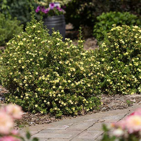 Potentille arbustive Lemon Meringue - Bakker