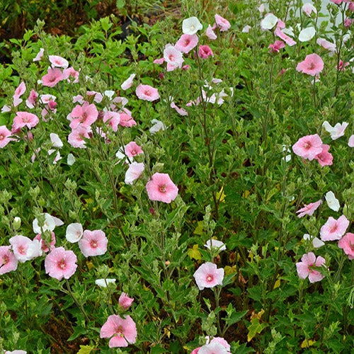 Lavatère Song Bird - Bakker