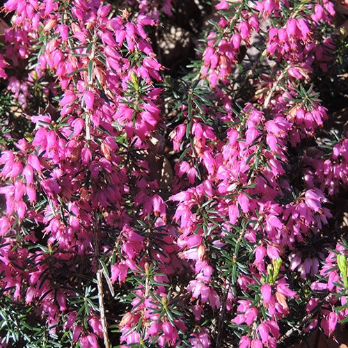 Erica carnea springwood pink - Bruyère d'hiver Springwood Pink - Vivaces fleuries