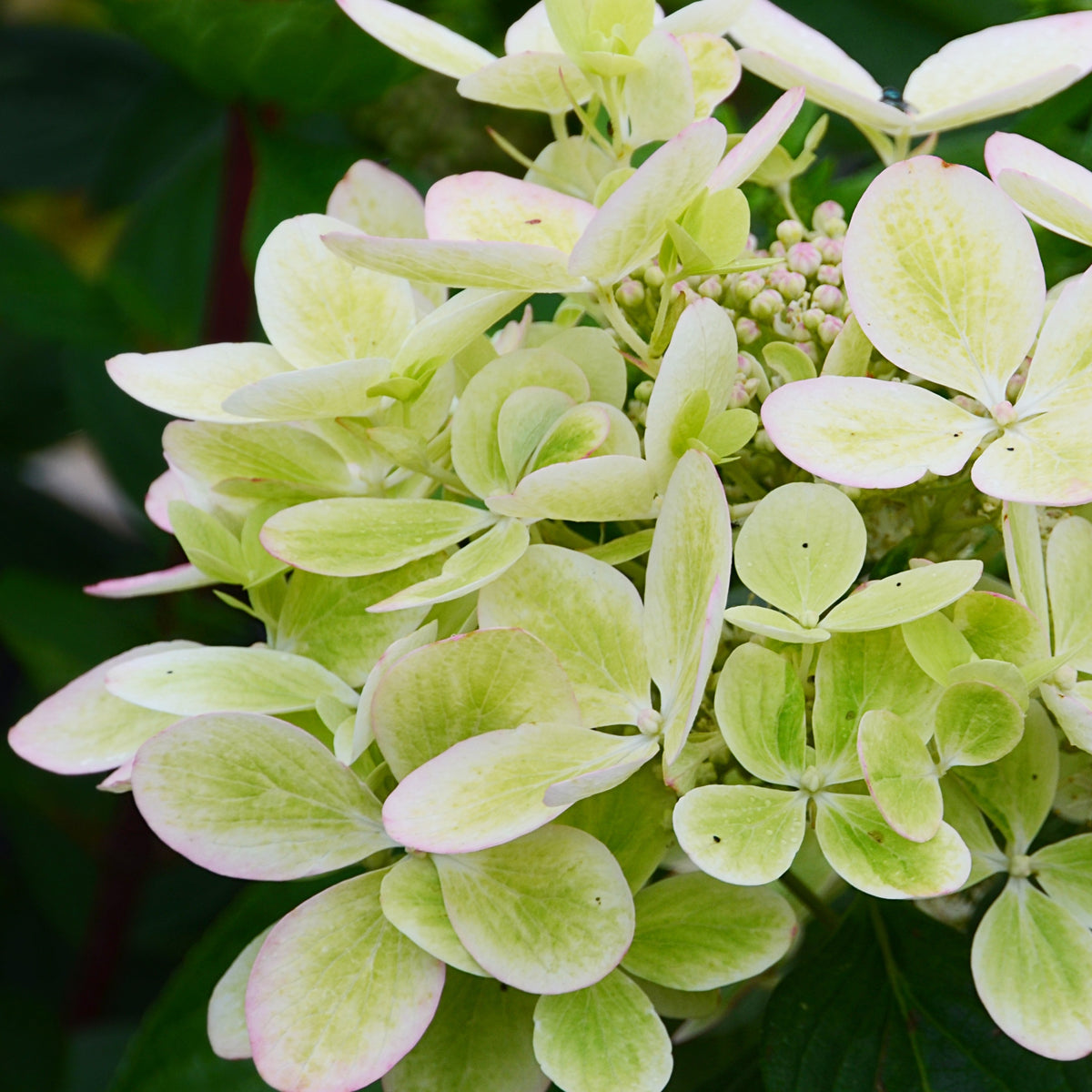 Hydrangea paniculata pastelgreen® renxolor - Hortensia paniculé PASTELGREEN® Renxolor - Hortensia paniculata