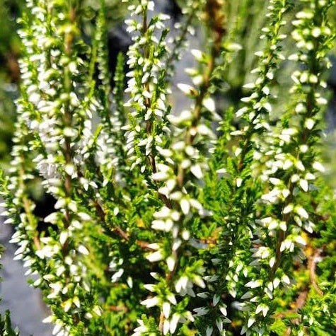 Bruyère d'été Long White - Bakker