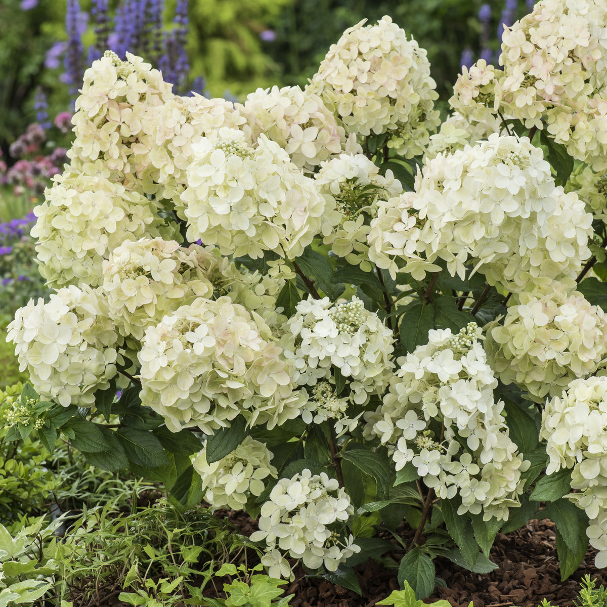 Hortensia paniculé PETITE® Star - Hydrangea paniculata petite® star 'coustar02' - Bakker