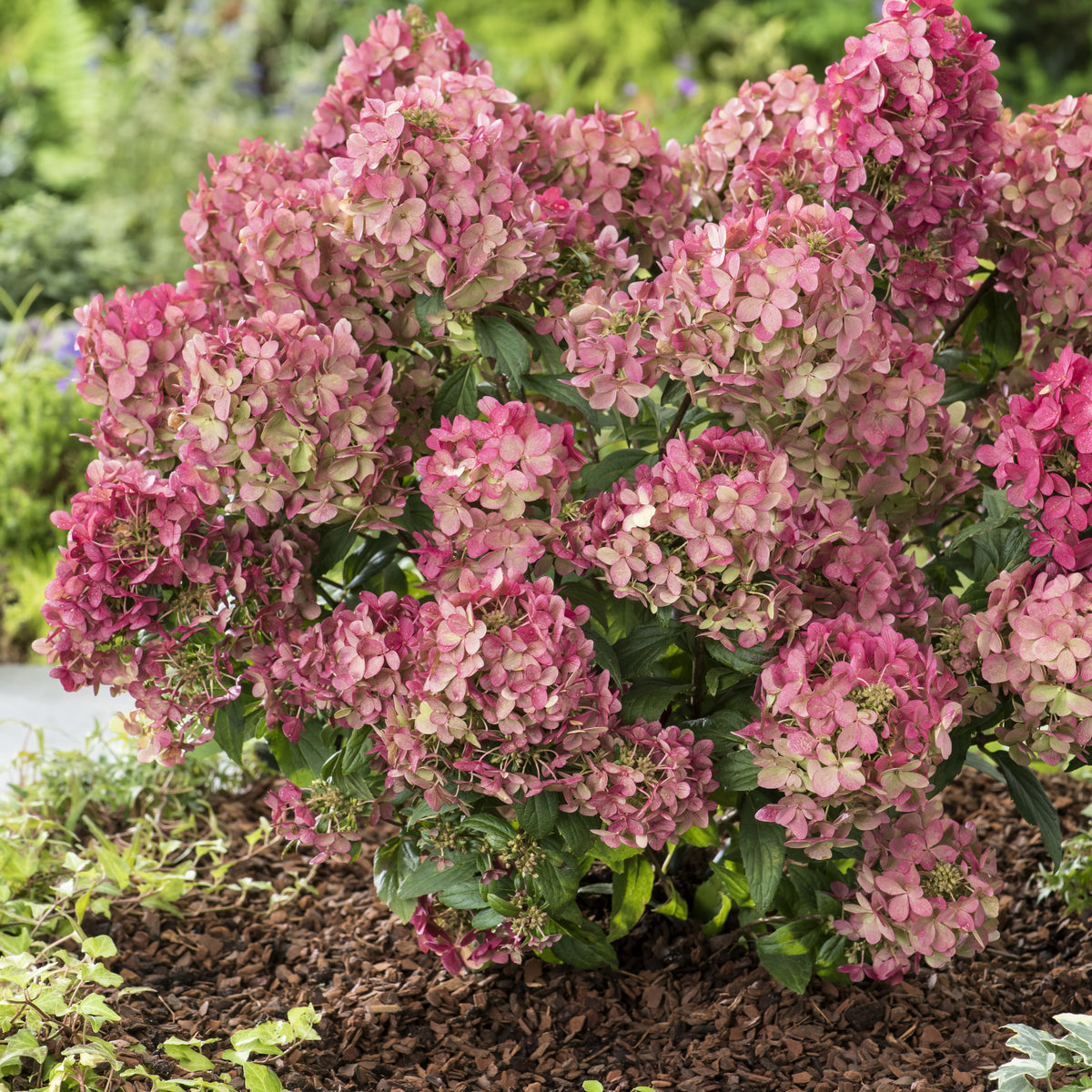 Hydrangea paniculata petite® star 'coustar02' - Hortensia paniculé PETITE® Star - Arbustes fleuris