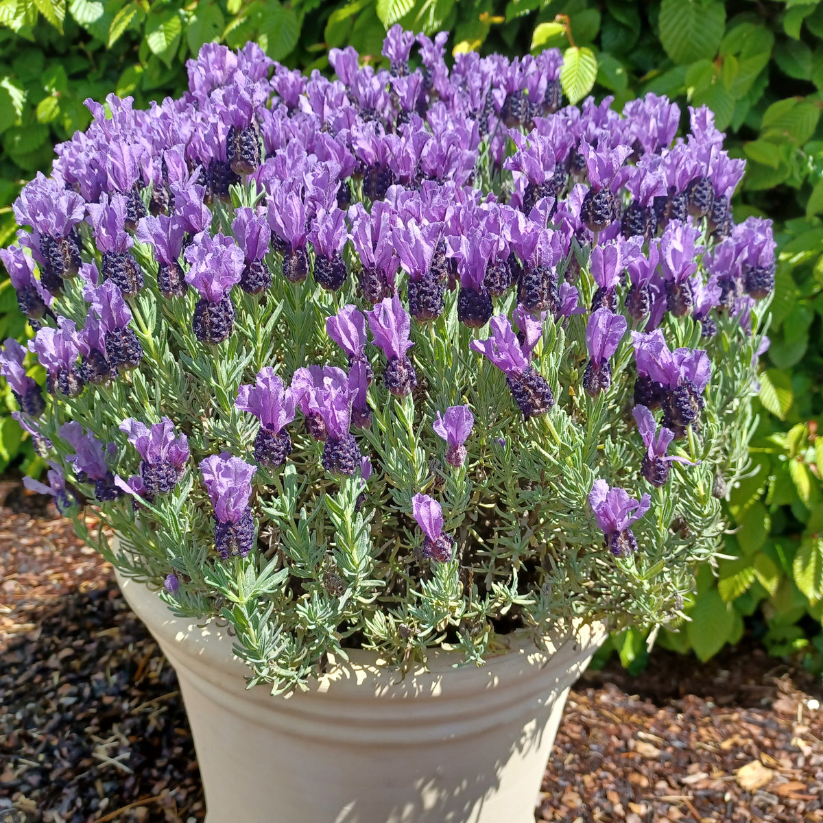 Lavande papillon MAGICAL® POSY PURPLE - Bakker