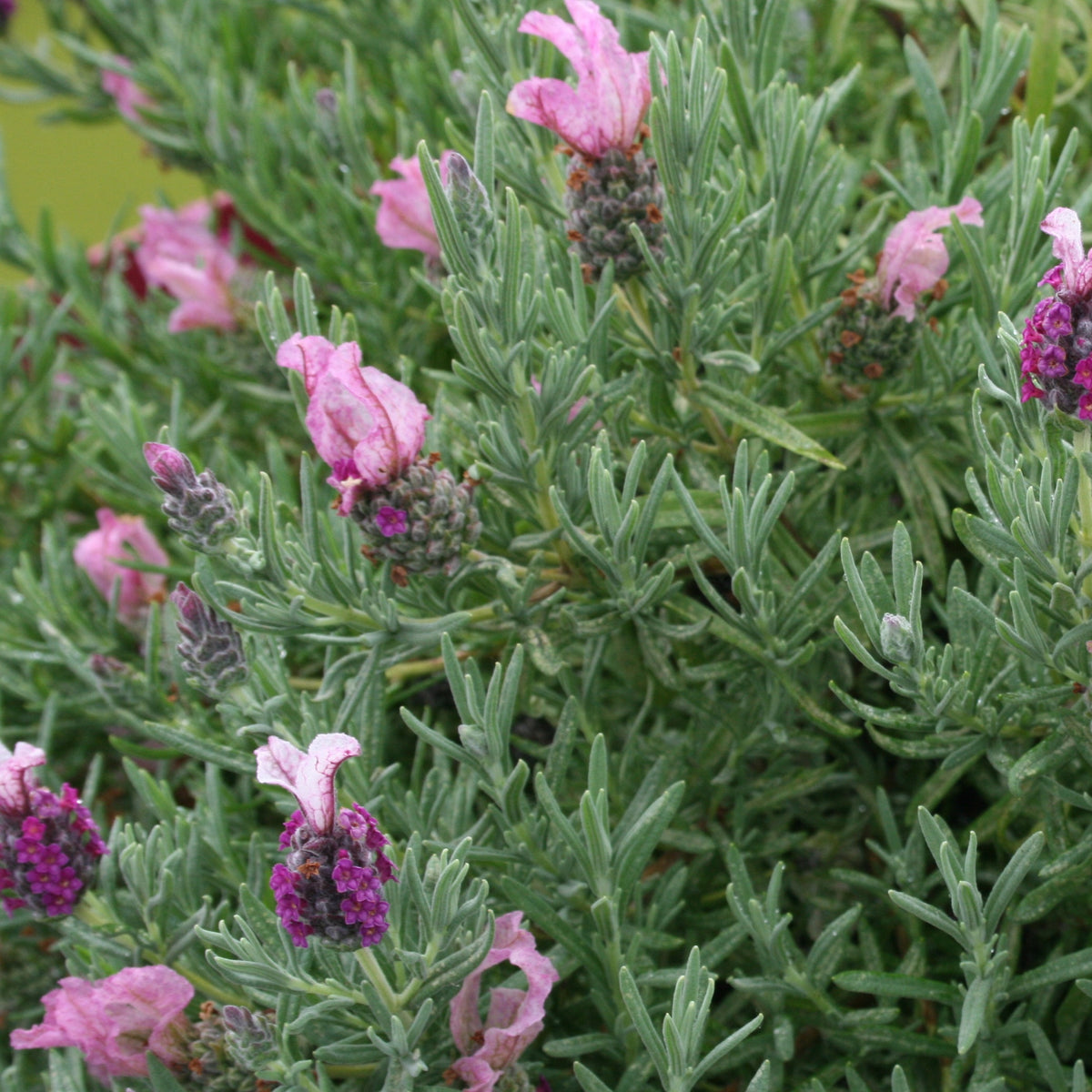 Lavande papillon MAGICAL® POSY PINK - Lavandula stoechas magical® posy pink 'kolmapopi' - Bakker