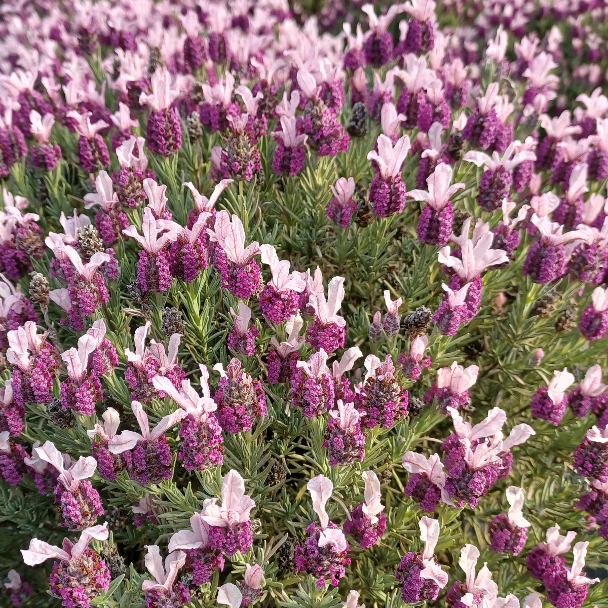 Lavandula stoechas magical® posy pink 'kolmapopi' - Lavande papillon MAGICAL® POSY PINK - Lavande