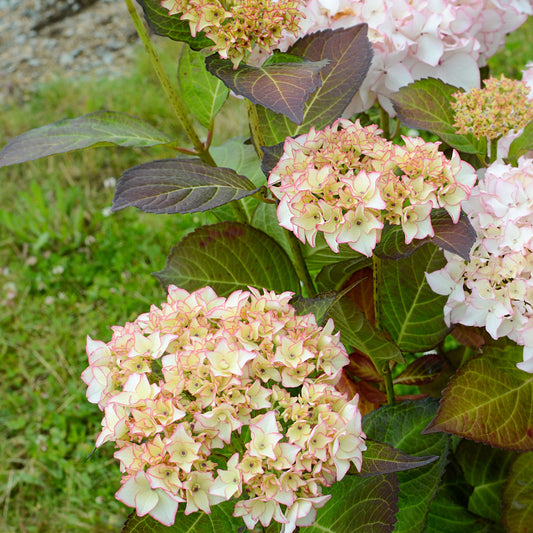 Hortensia Dolce ® France - Bakker