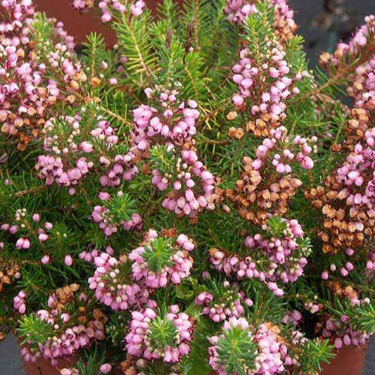 Bruyère vagabonde St Keverne - Bakker