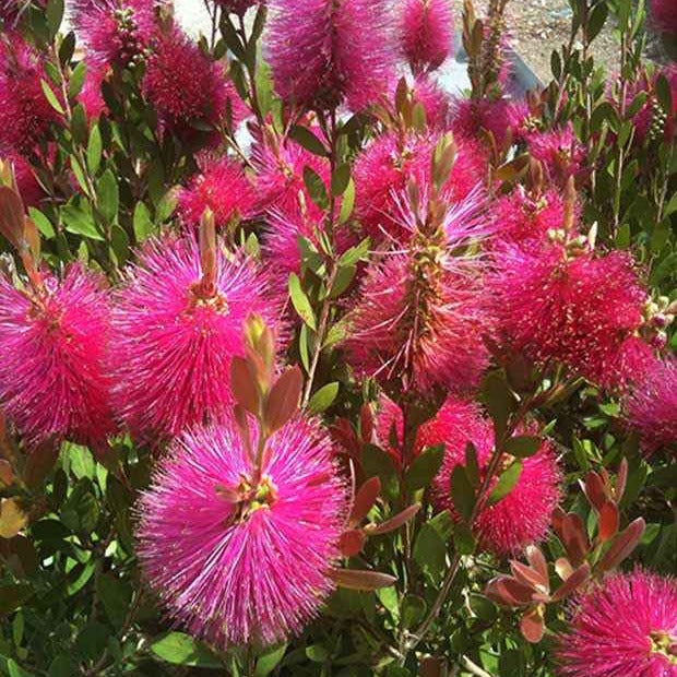 Arbustes fleuris - Callistemon Hot Pink - Rince-bouteille rose - Callistemon viminalis Hot Pink