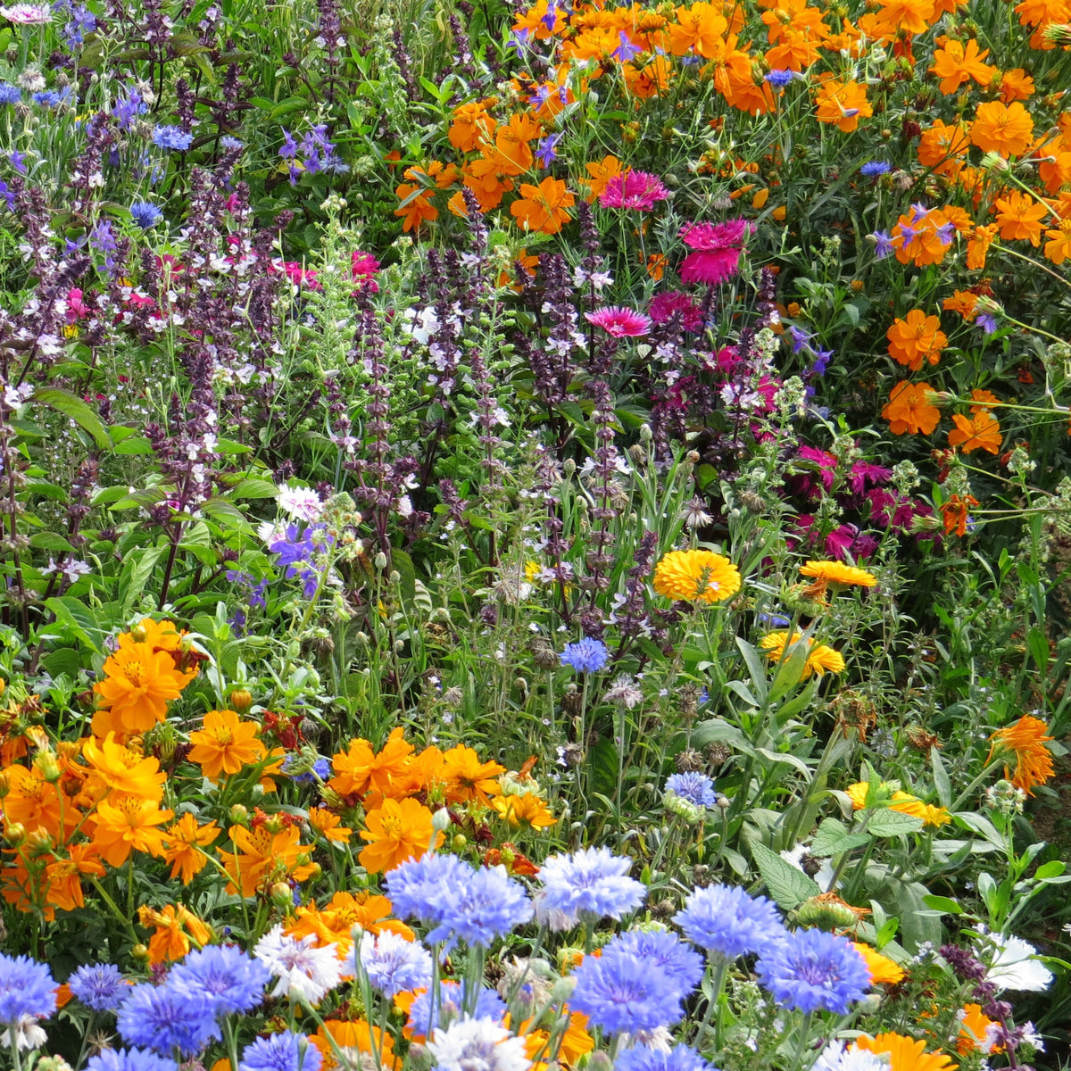 Fleurs mellifères et papillons variés en mélange - Bakker