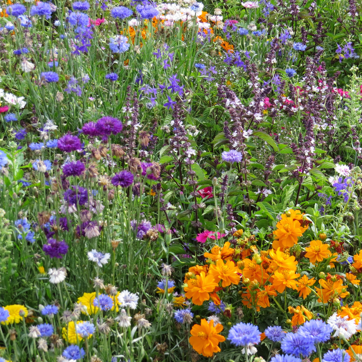 Fleurs mellifères et papillons variés en mélange - Mélange mellifère et papillon varié - Bakker