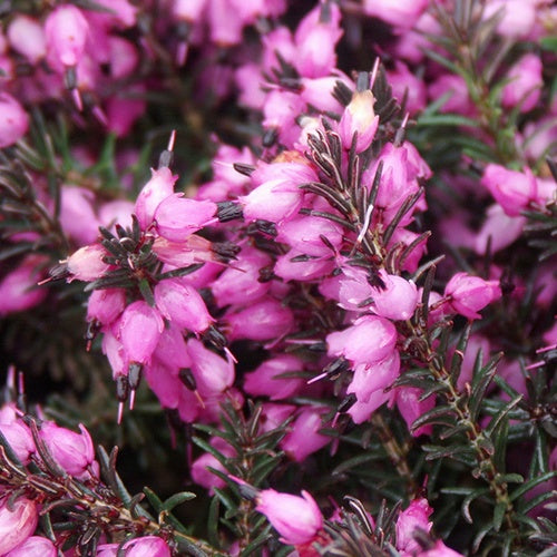 Erica darleyensis Kramer's Rote - Bruyère d'hiver 'Kramer's Rote' - Bruyères