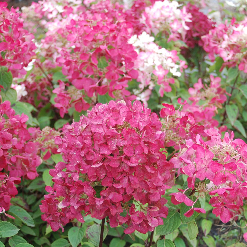 Hydrangea paniculata Diamant Rouge® 'rendia' - Hydrangea paniculata diamant rouge ® 'rendia' - Bakker